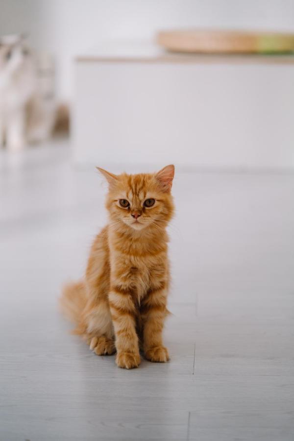 Meow Cafe & Hotel Patong Bagian luar foto